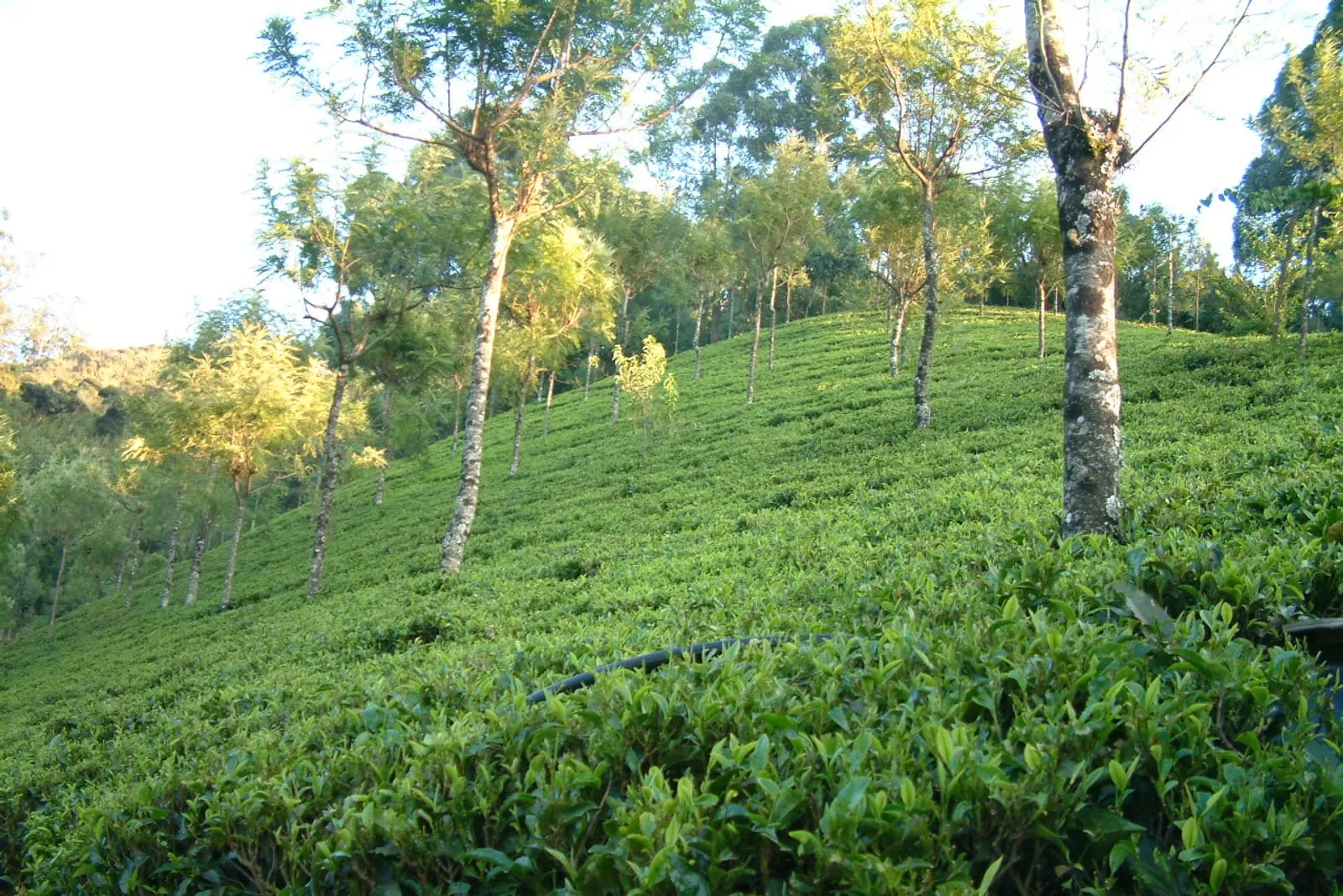 Tea gardens and misty hills of the Nilgiris near Ooty